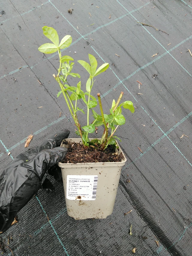 Lupine Sunrise - 10. 9. 2025