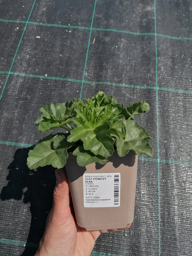 Sléz pižmový Alba - 2024