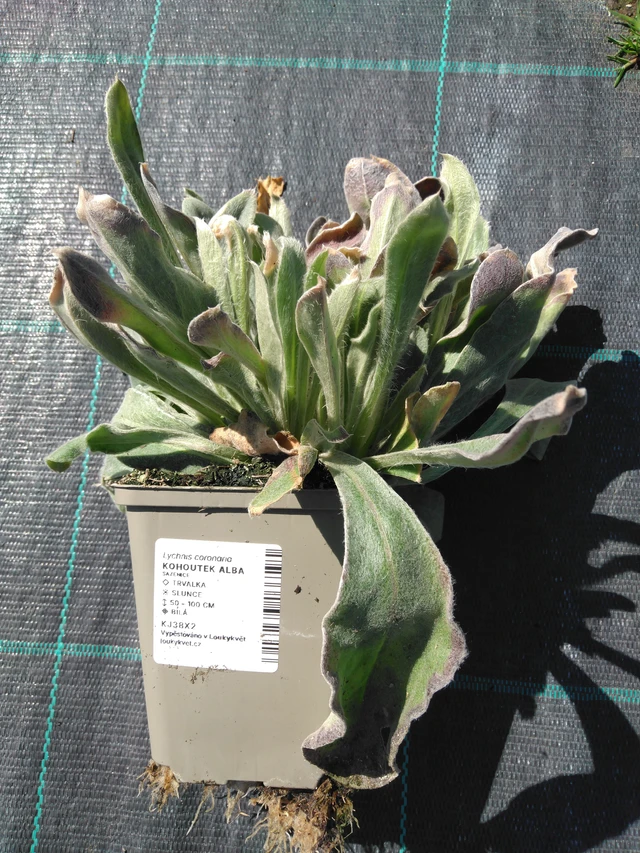 Hahnenfuß Alba - 3. 4. 2025