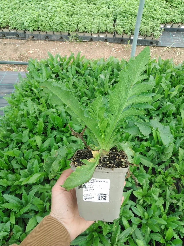 Idänunikko Royal Wedding - 9. 6. 2025