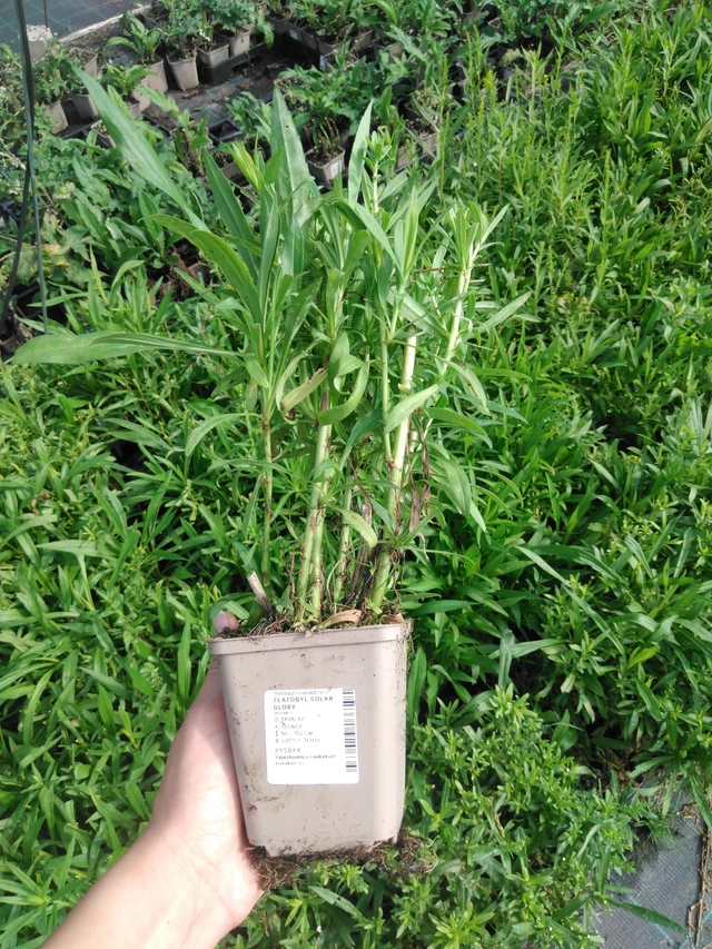 Goldenrod Solar Glory - 2024