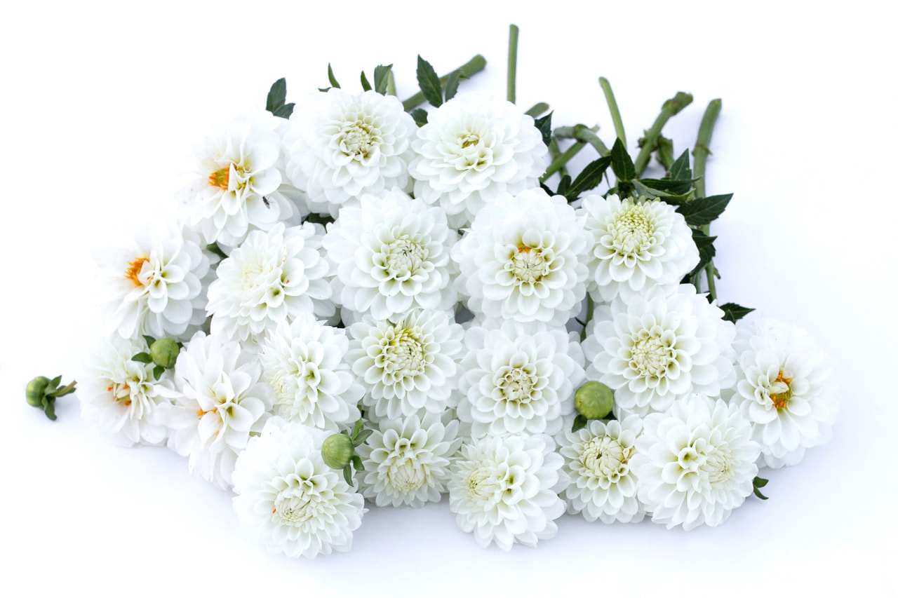 Jiřina Petra’s Wedding, Loukykvět