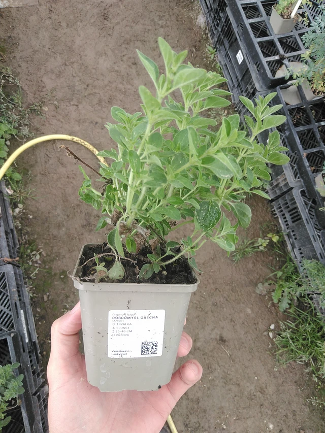 Meirami - 1. 8. 2025