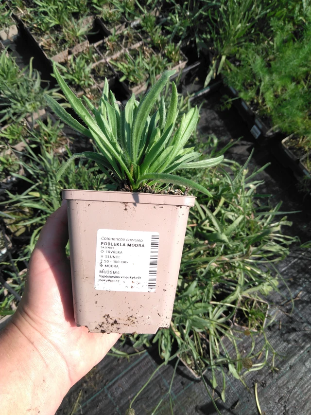 Poblekla modrá - 2024