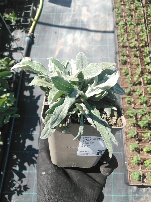 Anaphalis trojžilná - 1. 7. 2025