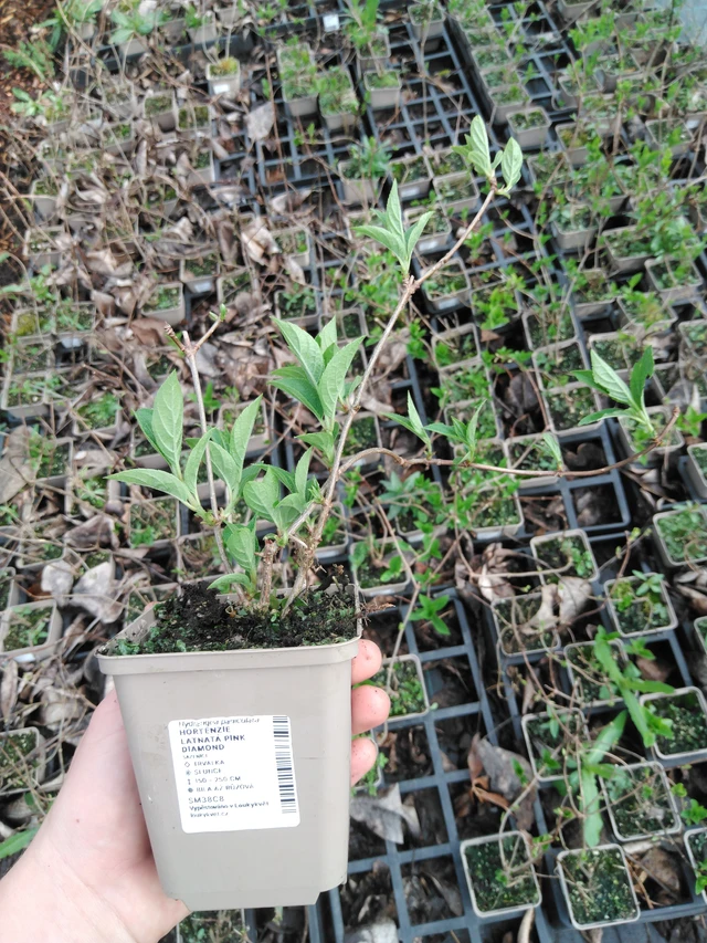 Hortensia Pink Diamond - 2024