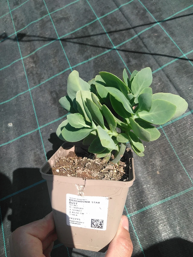 Sedum Star Dust - 24. 6. 2025