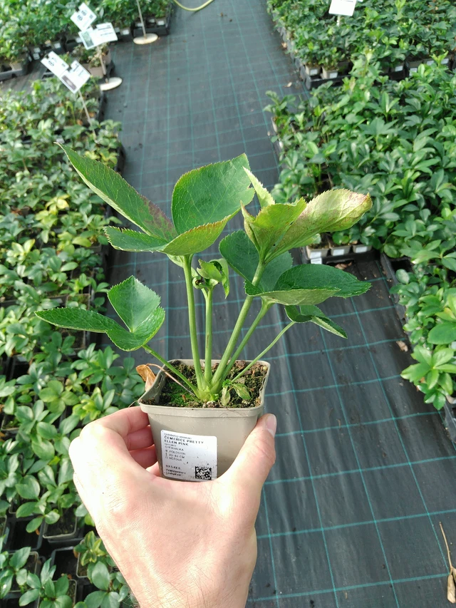 Hellebore Pretty Ellen Pink - 28. 7. 2025