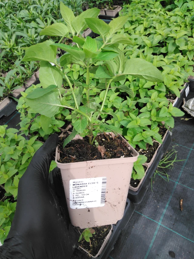 Monarda Elsie’s Lavender - 2024