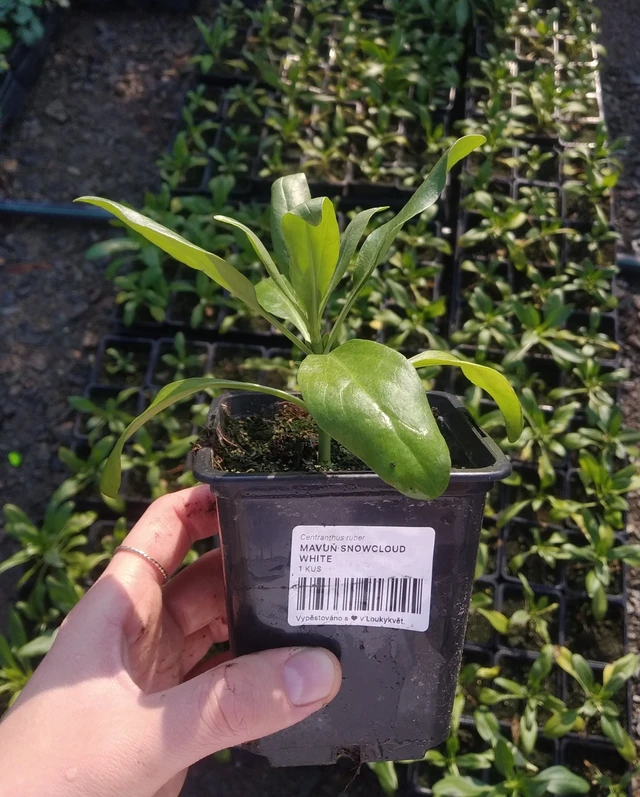 Baby's Breath Snowcloud White - 2024