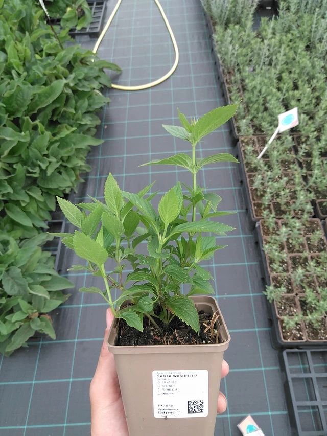 Šanta Washfield - 21. 7. 2025