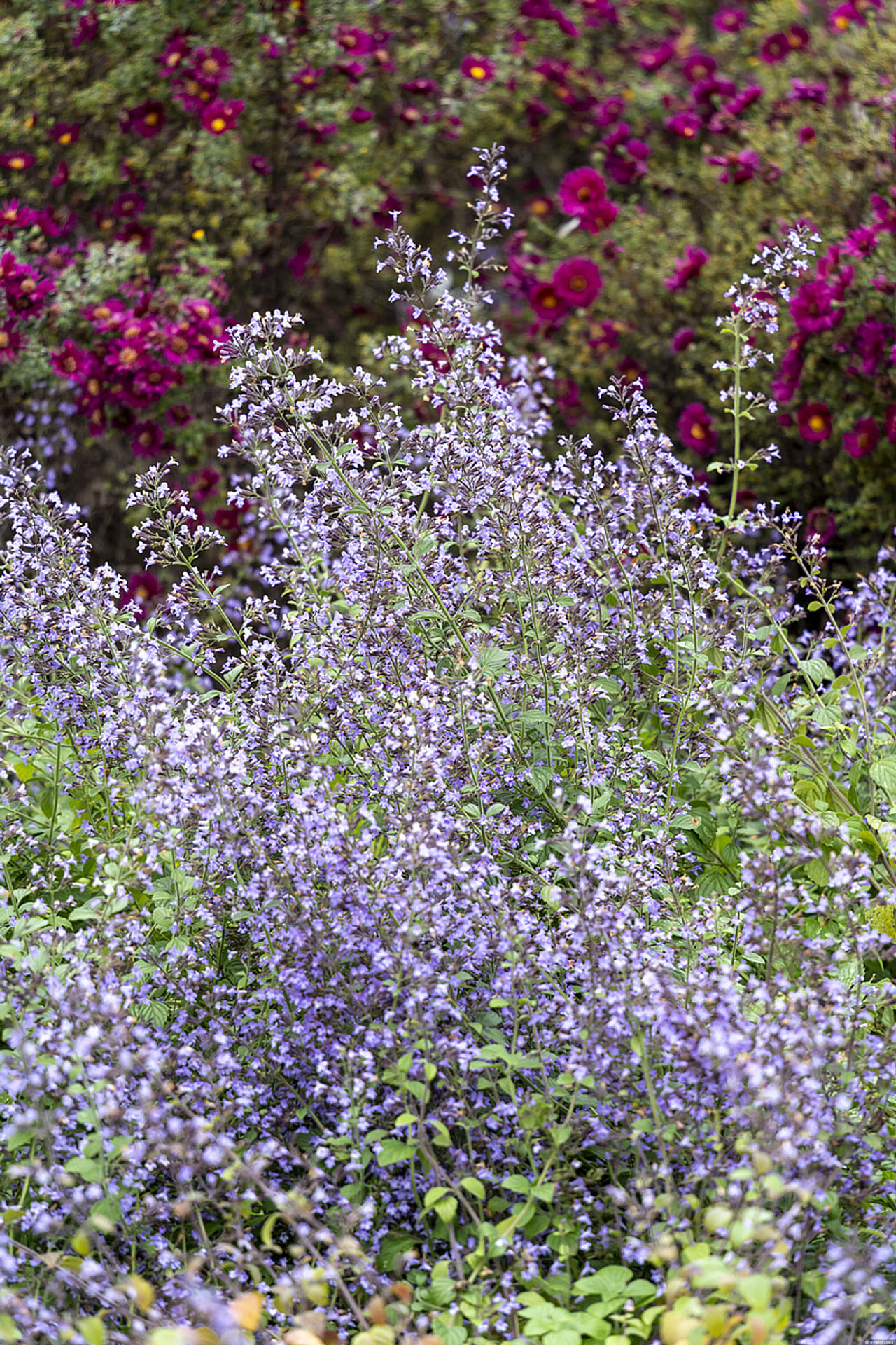Marulka lékařská Blue Cloud, Loukykvět