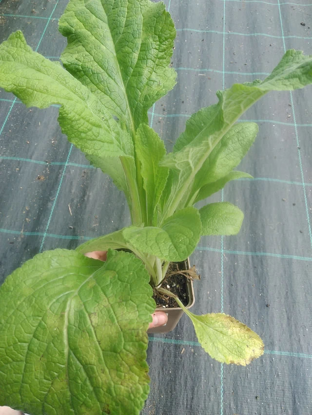 Dedalera Pam’s Choice - 17. 7. 2025