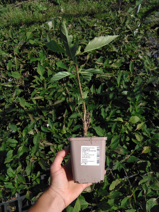 Puutarhahortensia Phantom - 2024