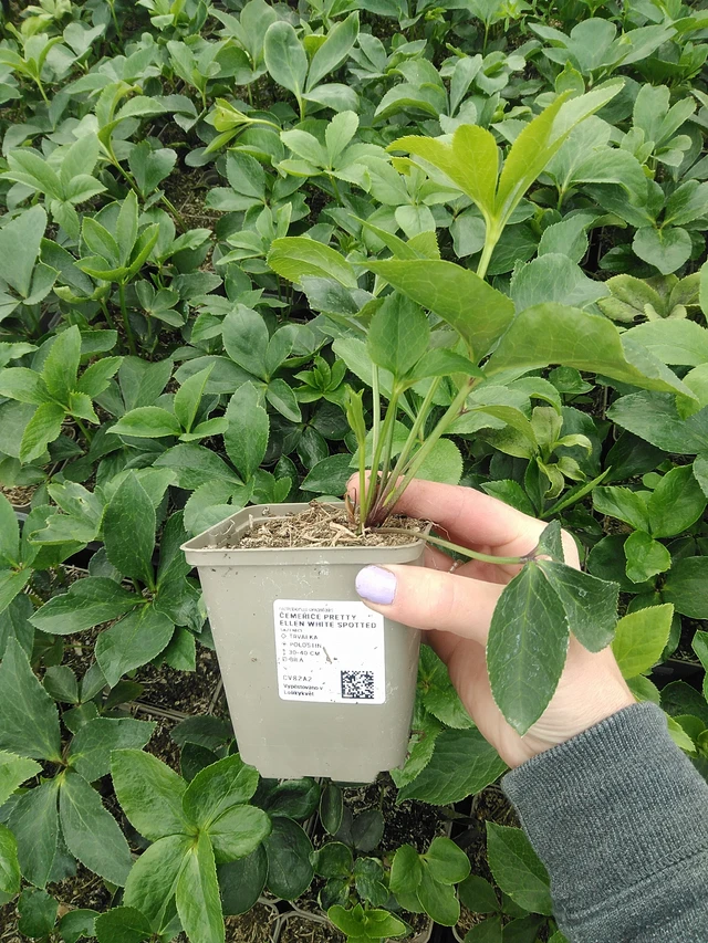 Hellebore Pretty Ellen White Spotted - 9. 6. 2025