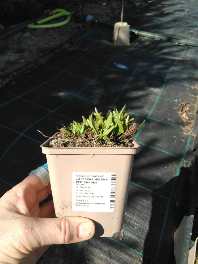 Sneezeweed Helena Red Shades - 3. 4. 2025