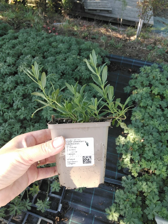 Iisoppi lääketieteellinen Caeruleus - 19. 8. 2025