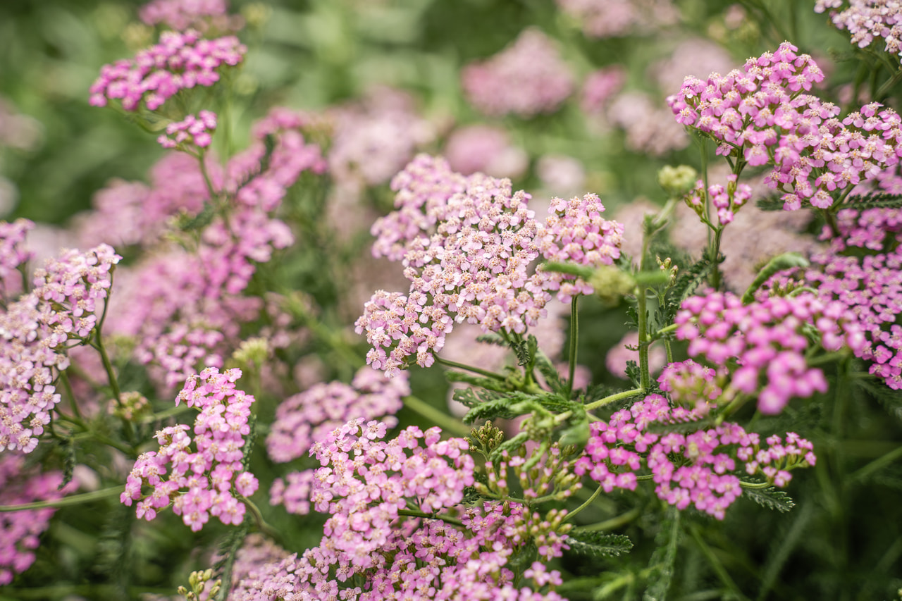 Řebříček Lilac Beauty, Loukykvět