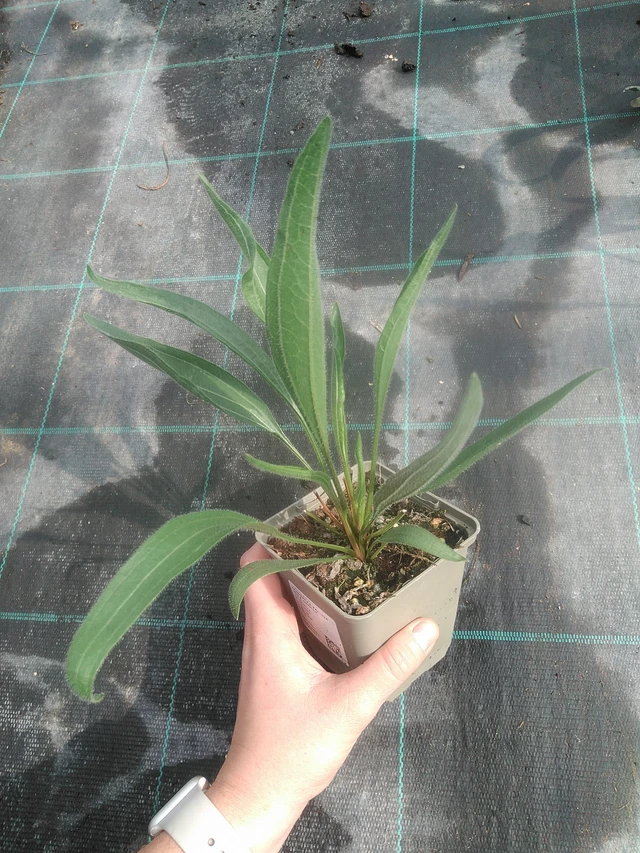 Echinacea pallida Hula Dancer - 17. 7. 2025