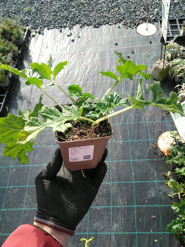 Bear's Breeches měkký - 31. 10. 2025