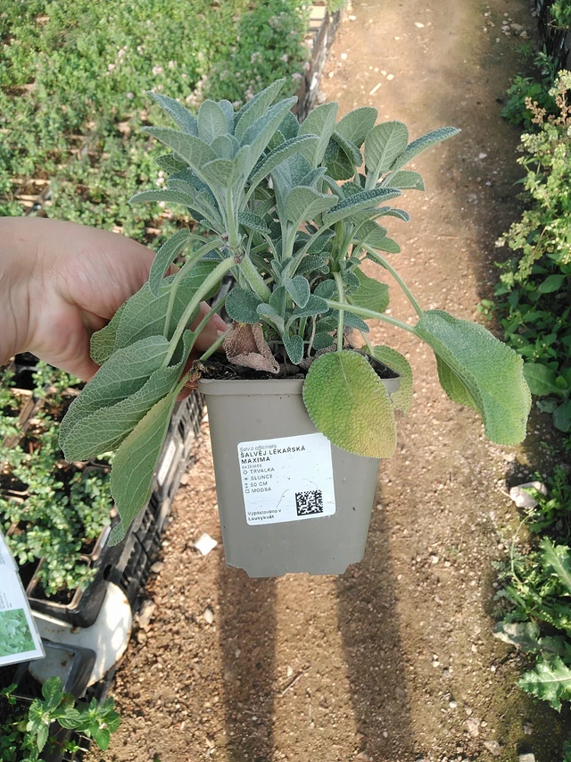 Šalvěj lékařská Maxima - 19. 8. 2025