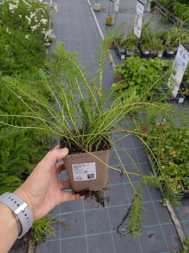 Siankärsämö White Beauty - 10. 9. 2025