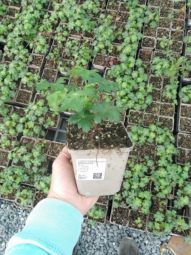 Kurjenpolvi Berggarten - 9. 6. 2025