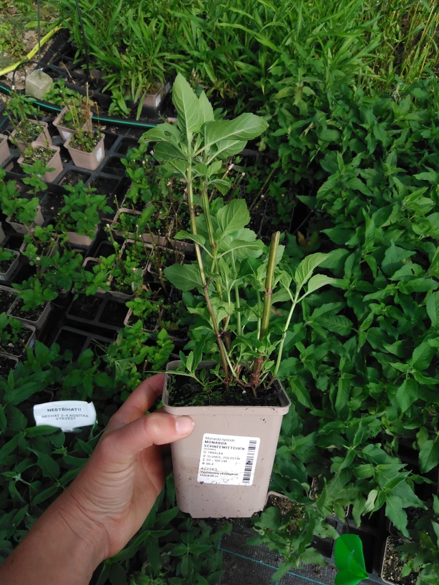 Monarda Schneewittchen - 2024