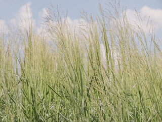 Proso prutnaté Prairie Sky, Loukykvět