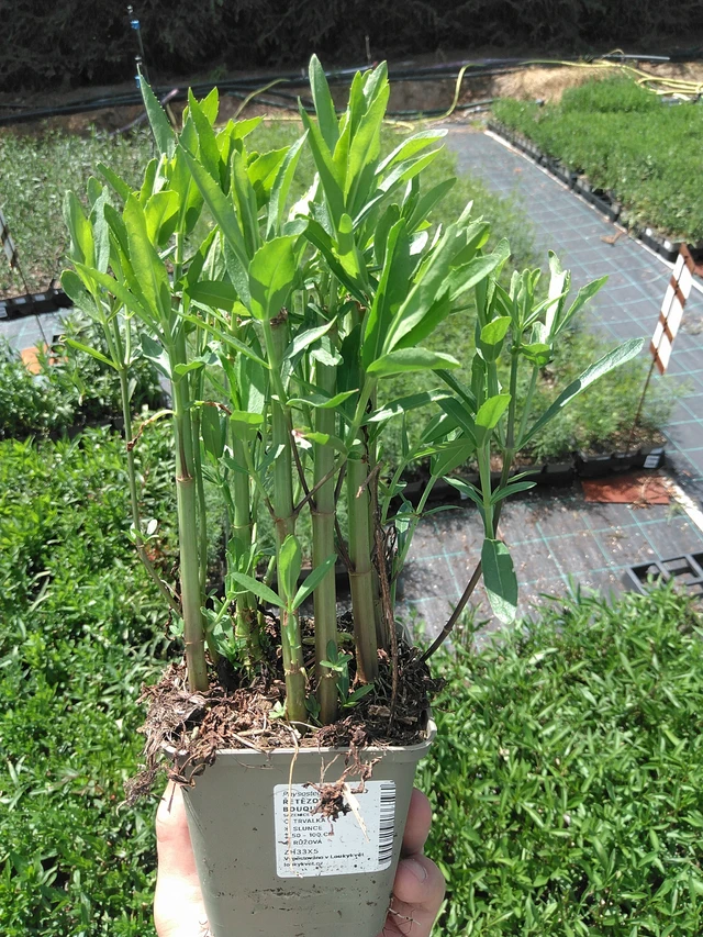 Lythrum Bouquet Rose - 24. 6. 2025