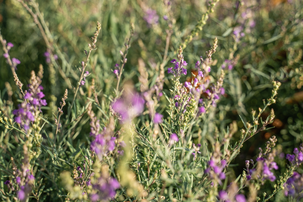 Bíbor gyújtoványfű, Loukykvět