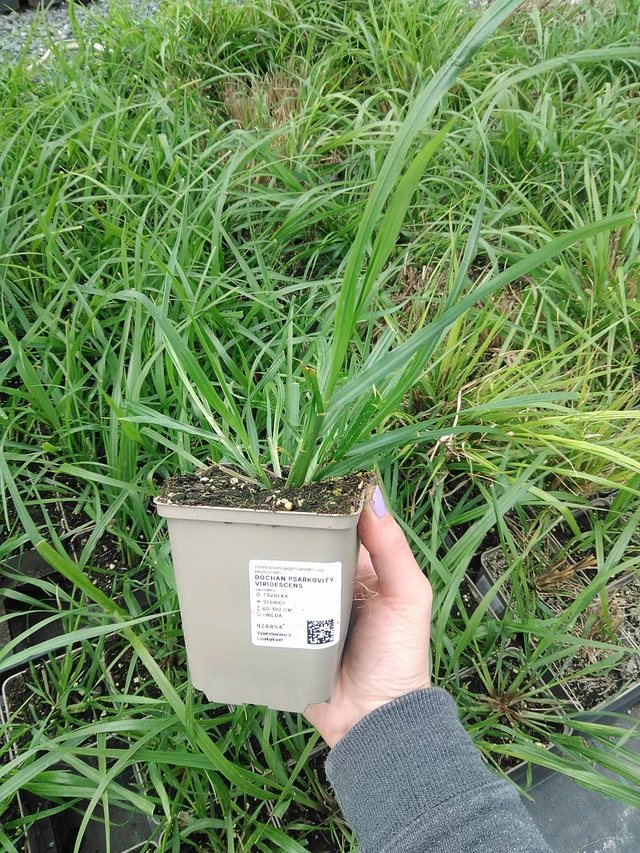 Dochan psárkovitý viridescens - 9. 6. 2025