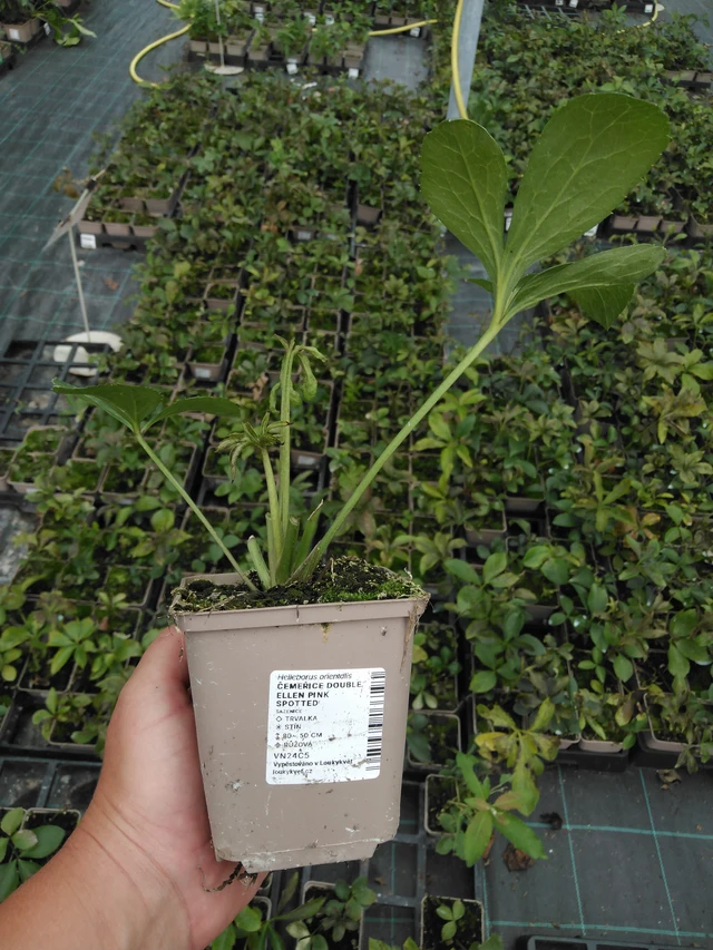 Eléboro Double Ellen Pink Spotted - 2024