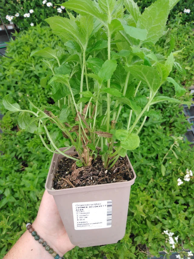 Kellokukka bělokvětý Alba - 2024