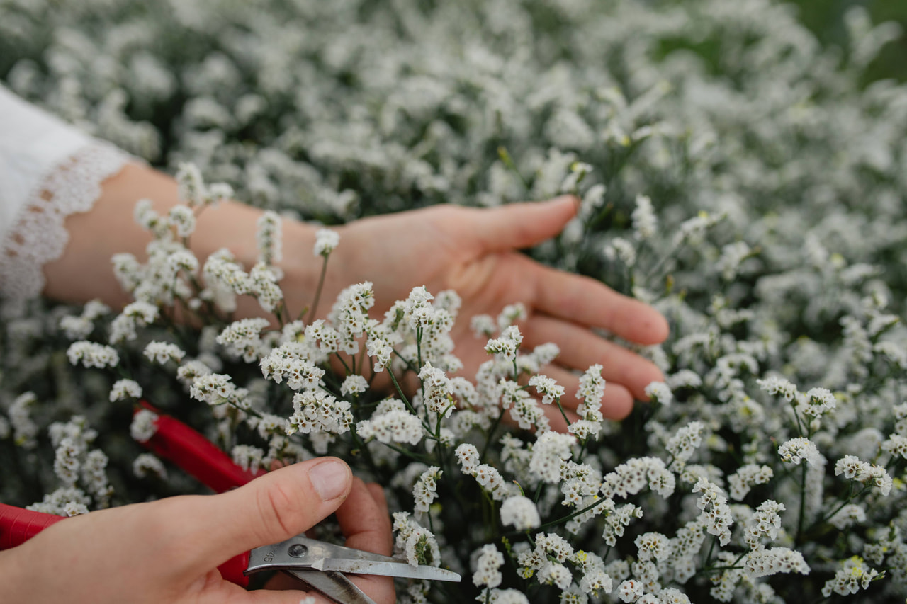 Statice Bright Diamond, Loukykvět
