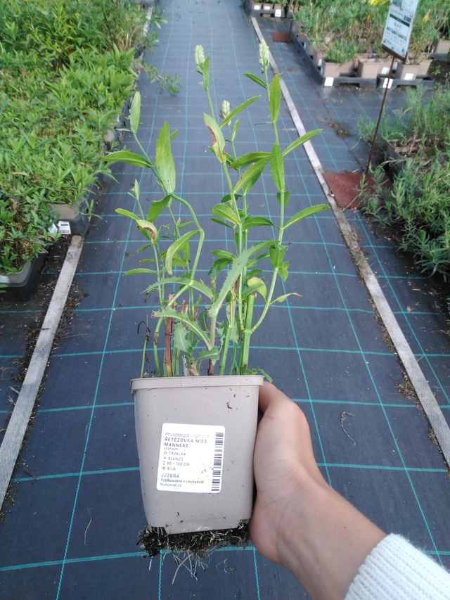 Fisostegia Miss Manners - 11. 9. 2025