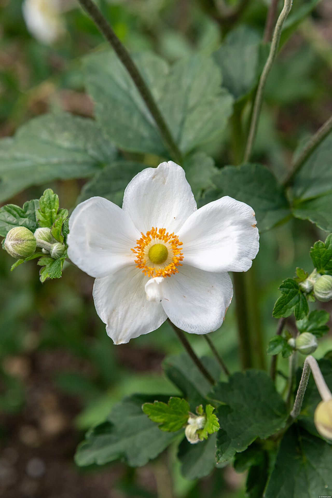 Sasanka japonská Andrea Atkinson, Loukykvět