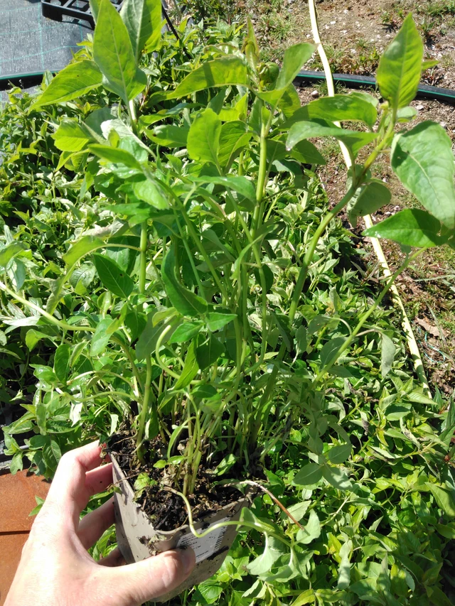 Monarda Elsie’s Lavender - 13. 5. 2025