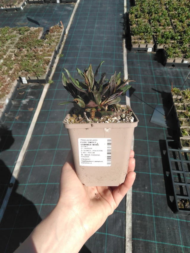 Flox Sweet Summer Wine - 3. 4. 2025