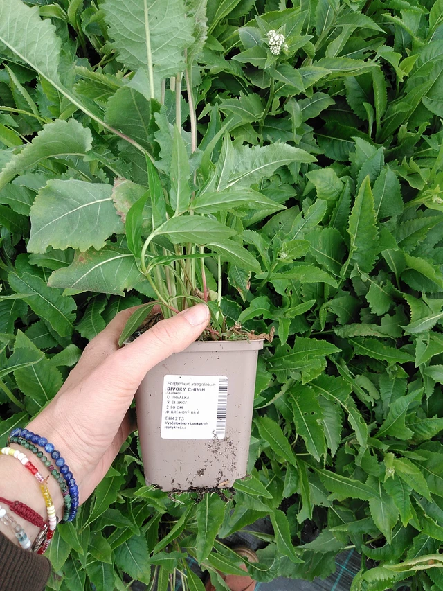 Villi kiina - 9. 6. 2025