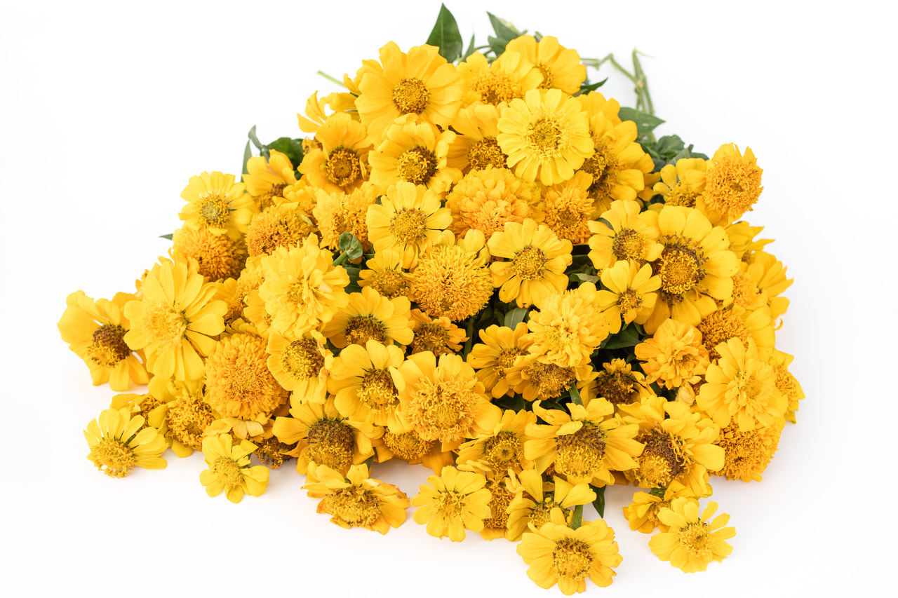 Cínie Zinderella Yellow, Loukykvět