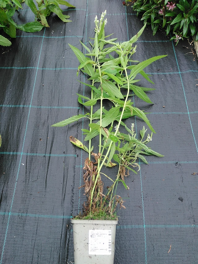 Arrow-leaved Verbena White Spires - 29. 7. 2025
