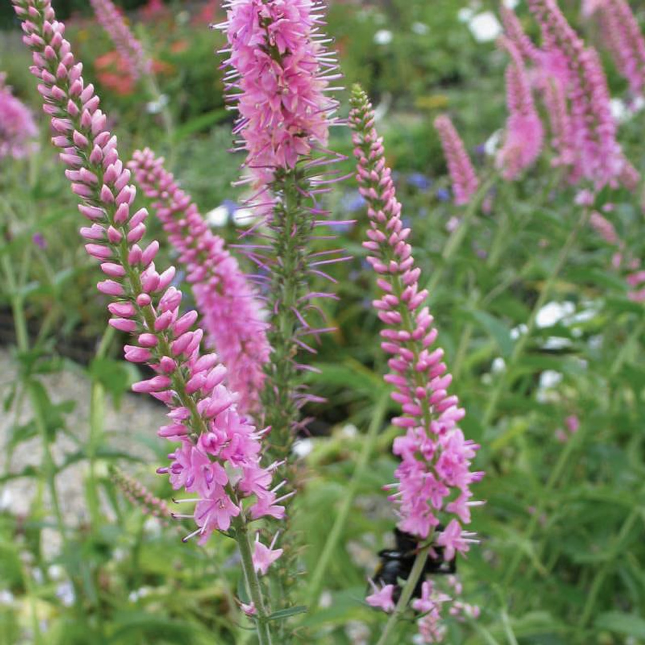 Rozrazil Pink Damask, Loukykvět