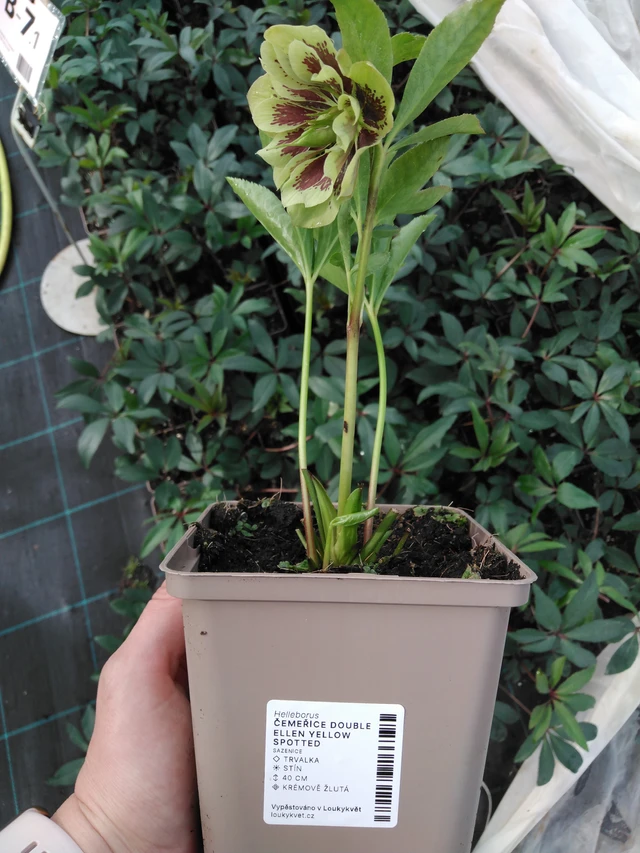 Hellebore Double Ellen Yellow Spotted - 2024