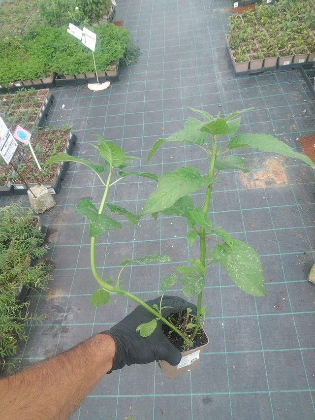 Monarda Cambridge Scarlet - 10. 9. 2025