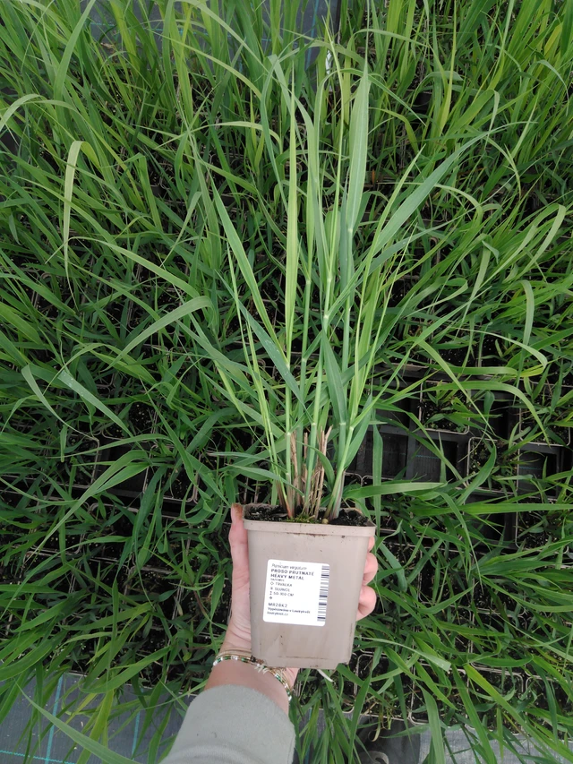 Hirssi Heavy Metal - 2024