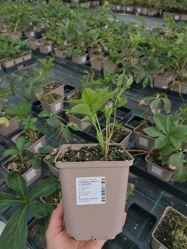 Hellebore Pretty Ellen Pink - 2024