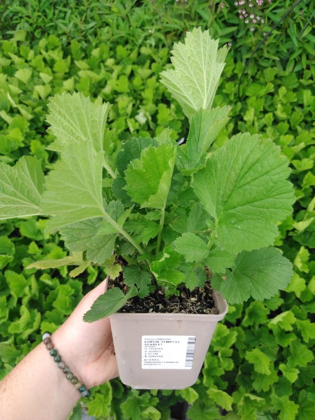 Genciana Tempest Scarlet - 2024