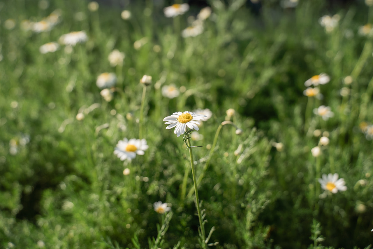 Római kamilla, Loukykvět