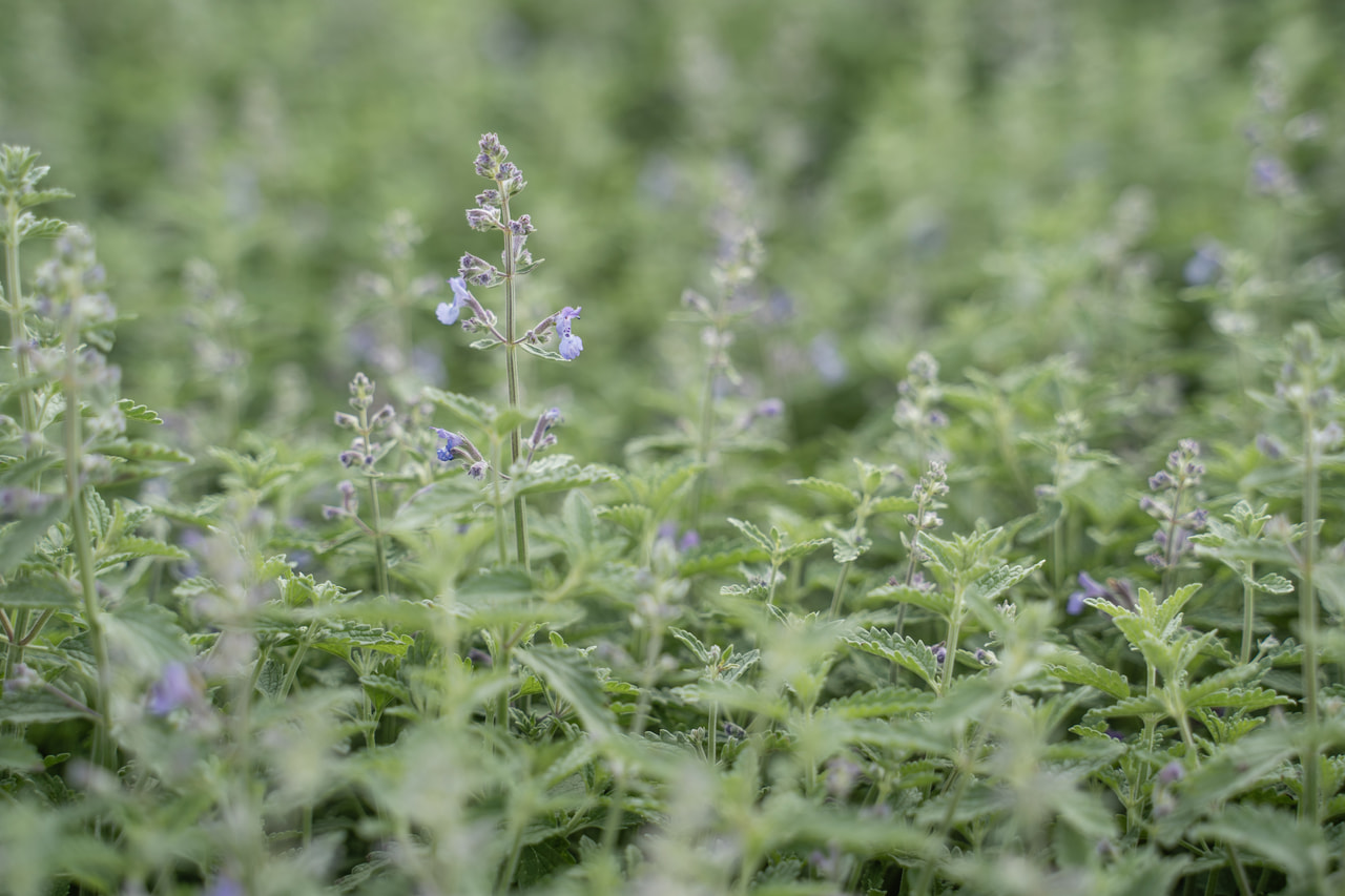 Šanta Senior, Loukykvět